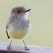 GalapagosFlycatcher_SantaCruz_1D X4026