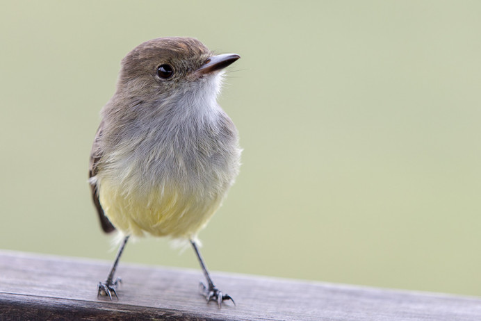 GalapagosFlycatcher_SantaCruz_1D X4026