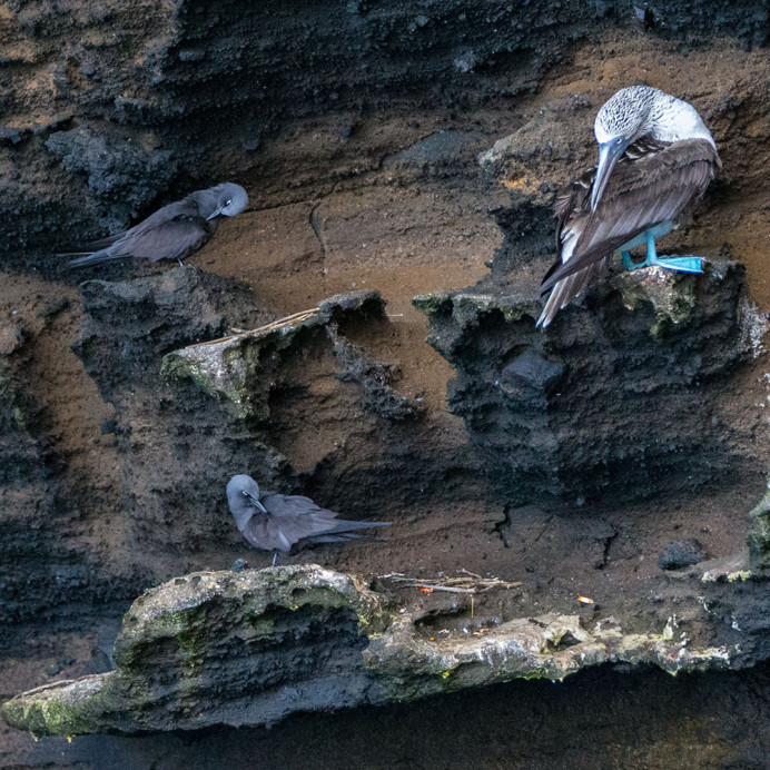 NoddiesBluefootPreening_1D X8760