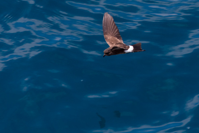 OceanitesStormPetrel_1D X8508