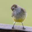 QuizzicalFlycatcher_1D X4025