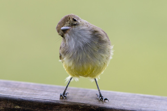 QuizzicalFlycatcher_1D X4025