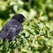 RaabidaMaleFinch_1D X8982