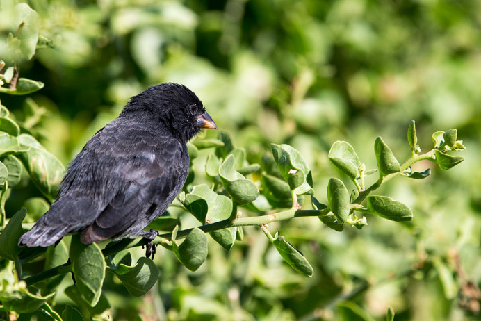 RaabidaMaleFinch_1D X8982