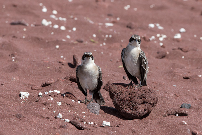 RabidaMockingbirds_1D X9001