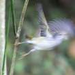 YWflyingBlur_1D X3946