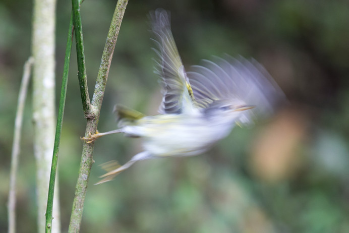 YWflyingBlur_1D X3946