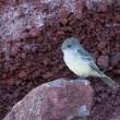 Galapagos Flycatcher
