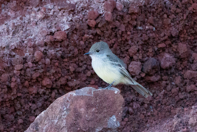 Galapagos Flycatcher
