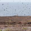 StormPetrelColony_withOwl_1D X5751