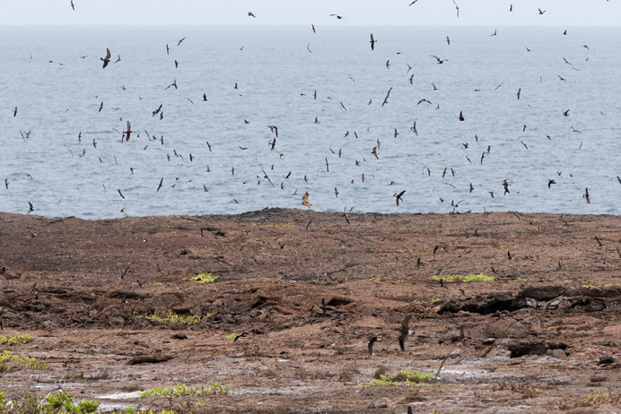 StormPetrelColony_withOwl_1D X5751