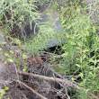 TortoiseBigfootIsabela_1D X8350