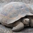 TortoiseIsabela_1D X8132