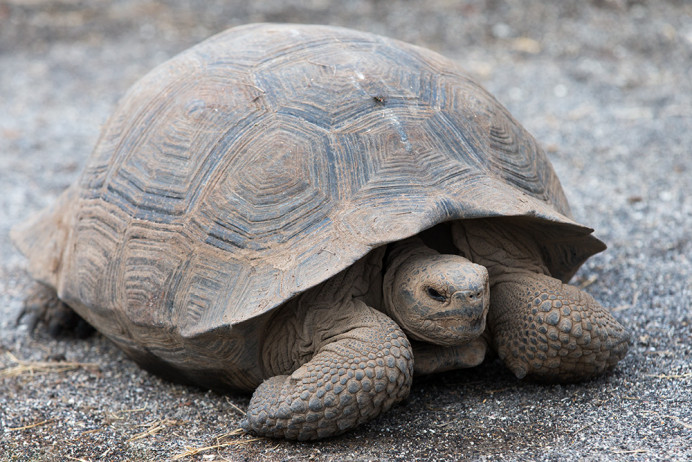 TortoiseIsabela_1D X8132