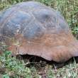 TortoiseLeaving_1D X4045