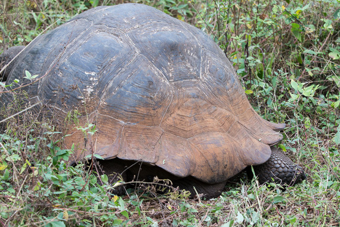 TortoiseLeaving_1D X4045