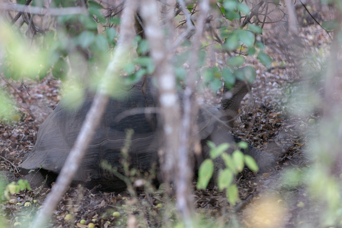 TortoiseUnderCover_1D X8181