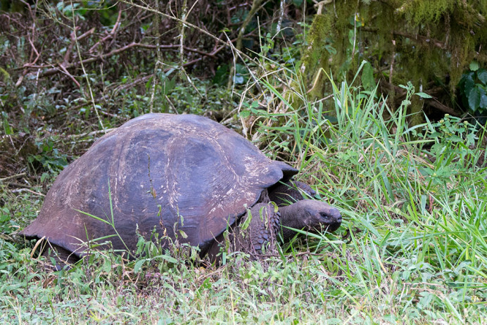 Tortoise_Grass_1D X4058