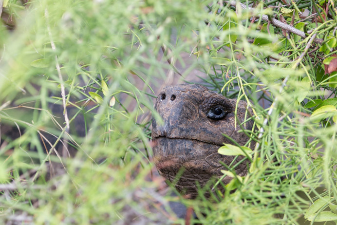 Tortoise_Isbla_Big_1D X8365