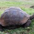 Tortoise2_1D X3802