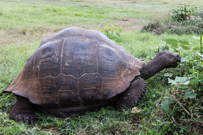 Tortoise2_1D X3802