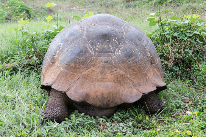 Tortoise3_1D X3805