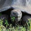 Tortoise4_1D X3873