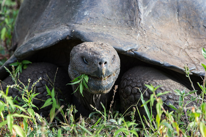 Tortoise4_1D X3873
