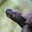 Tortoise7_1D X4089