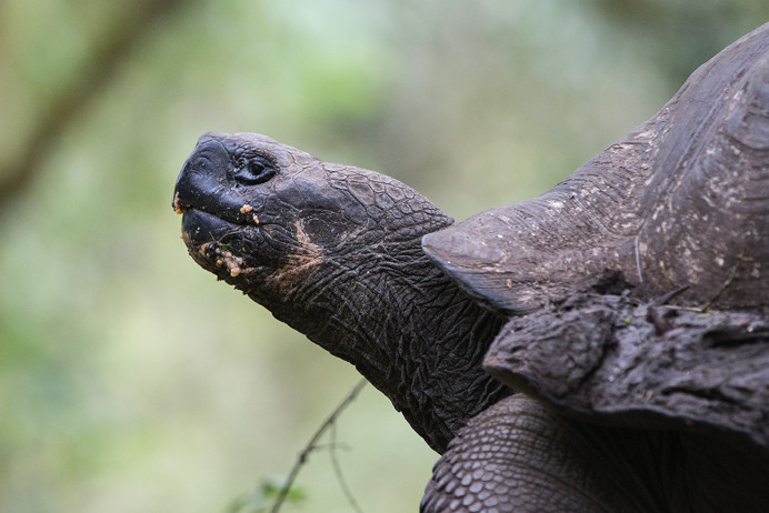 Tortoise7_1D X4089