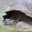 Tortoise_Mud_1D X4077