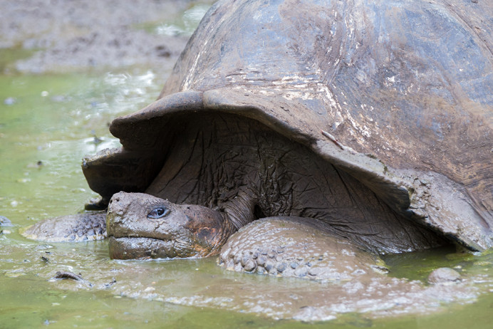 Tortoise_Mud_1D X4077
