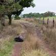 Giant Tortoises
