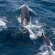 FalseKillerWhales_1D X8461