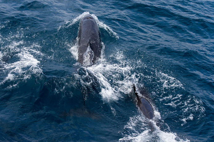 FalseKillerWhales_1D X8461