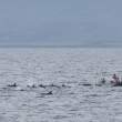 FalseKillerWhales_Zodiac_1D X8548