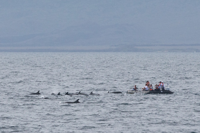 FalseKillerWhales_Zodiac_1D X8548