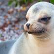 SeaLionDry_1D X6656