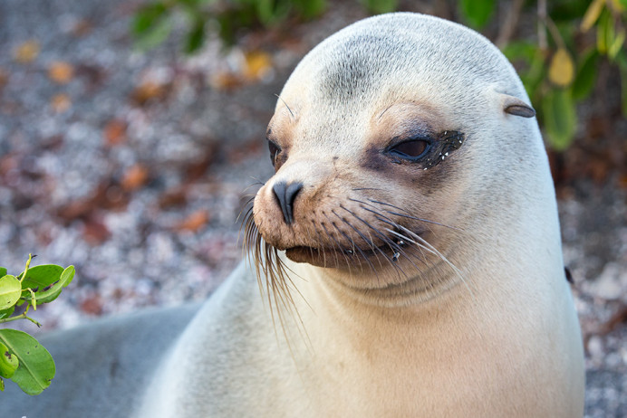SeaLionDry_1D X6656