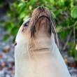 SeaLionWhiskers_1D X6653