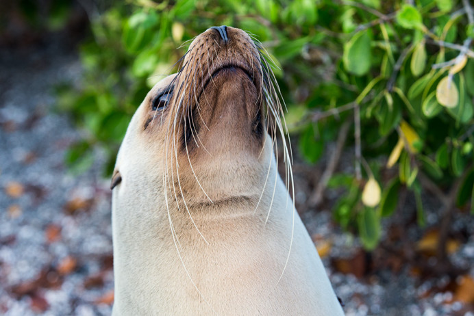 SeaLionWhiskers_1D X6653