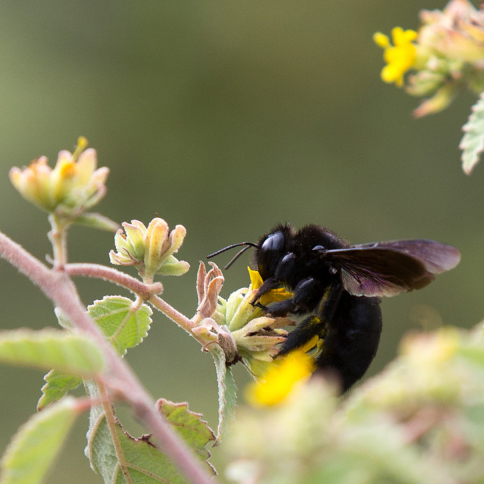 Bee_1D X8287
