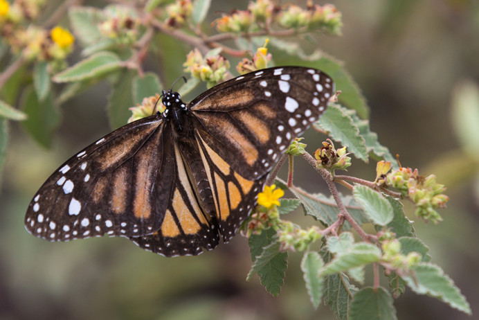 Butterfly_1D X8268