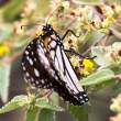 Butterfly_1D X8277