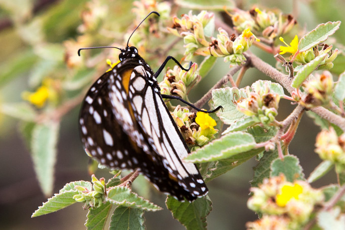 Butterfly_1D X8277