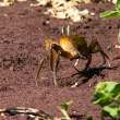 Crab_Rabida2_1D X8966