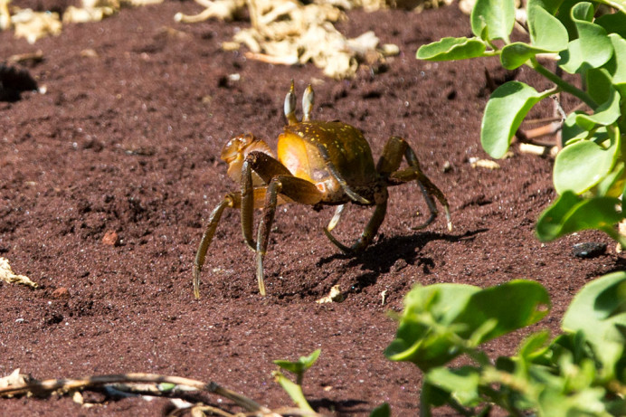 Crab_Rabida2_1D X8966