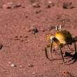Crab_Rabida_1D X8963