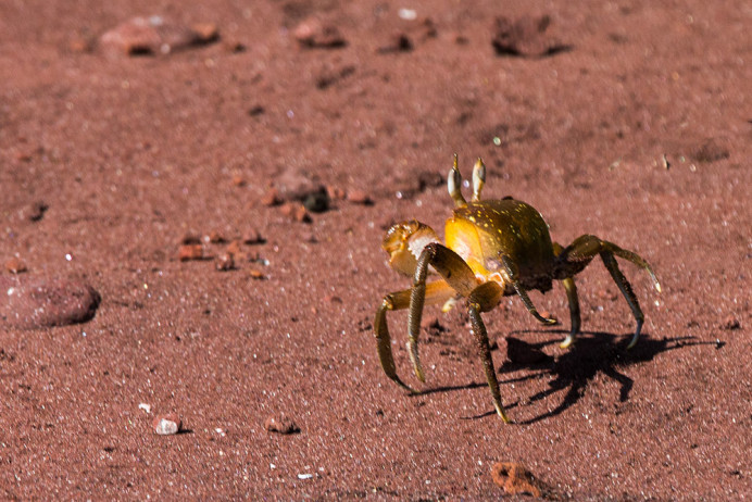 Crab_Rabida_1D X8963