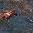 StealthyCrab_1D X7147